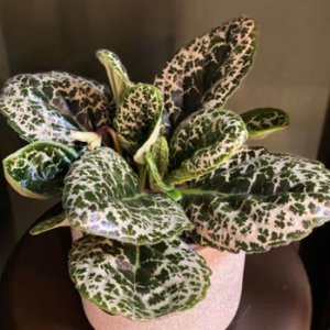 STREPTOCARPUS 'Pretty Turtle'