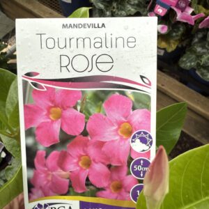 Mandevillea Tourmaline Rose