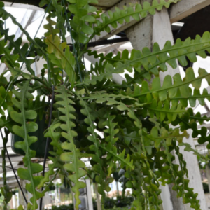 Epiphyllum anguliger (Fishbone Cactus)