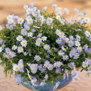 BRACHYSCOME 'Blue Moon'