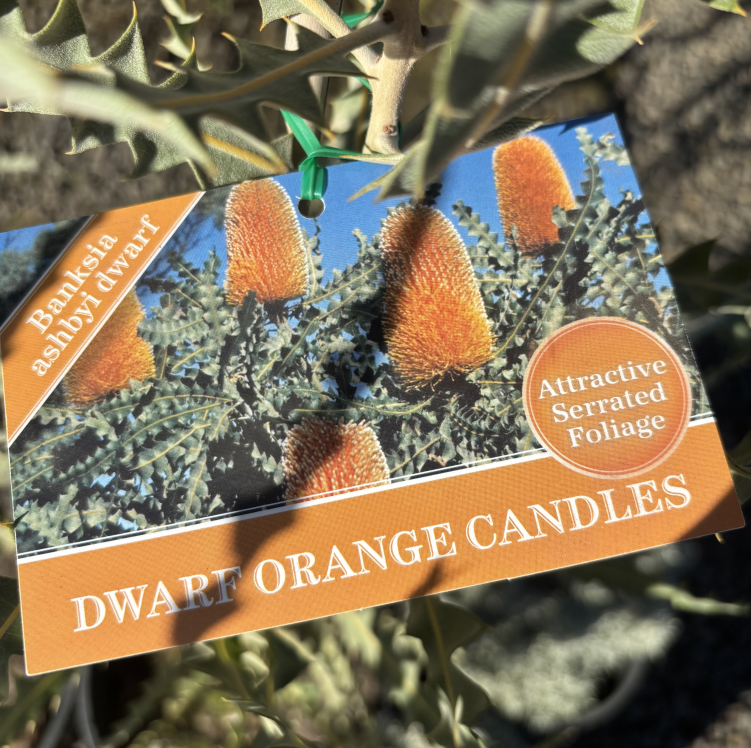 Banksia ashbyi dwarf