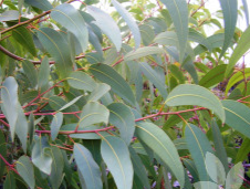 EUCALYPTUS mannifera 'Little Spotty'