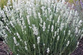 Lavender 'Elite White'