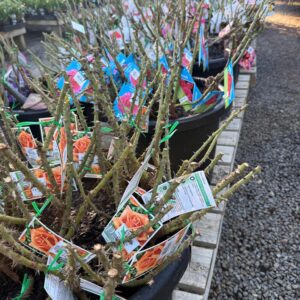ROSE Bare Root Bush Form