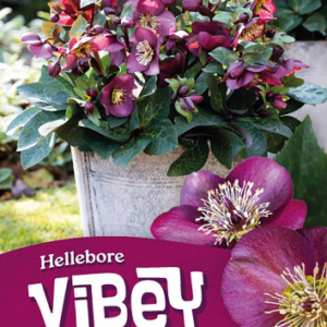 Hellebore ‘FROSTKISS® Vibey Velvet’