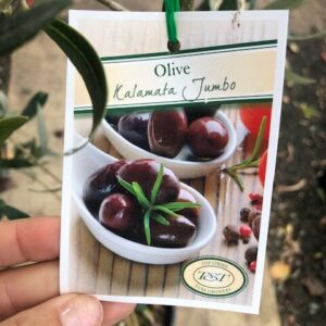 OLIVE 'Kalamata Jumbo'
