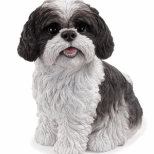 Sitting Shih-Tzu – Black & White