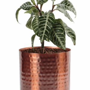 Assam Pot Rose Gold