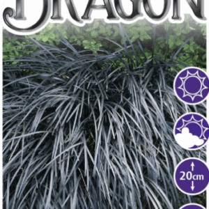 Ophiopogon ‘Black Dragon’