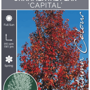 PYRUS calleryana 'Capital'
