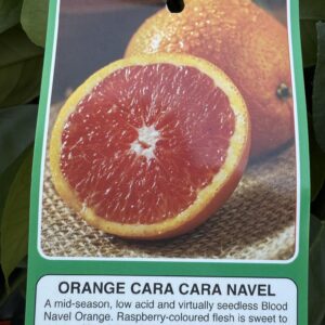 CITRUS Orange ' Navel Cara Cara'