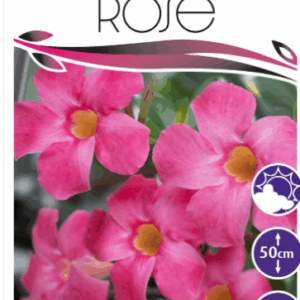 Mandevillea Tourmaline Rose