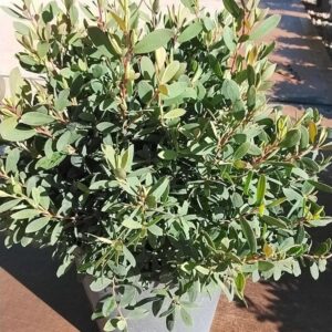 LEPTOSPERMUM 'Fore Shore' 14CM