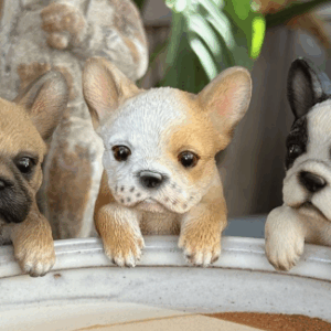 Frenchie Pot Sitters