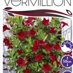 Mandevillea 'Topaze Vermillion'