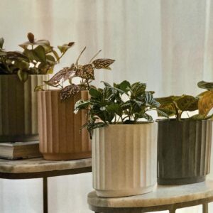 Cedar Pot