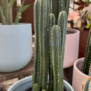 ECHINOPSIS pachanoi