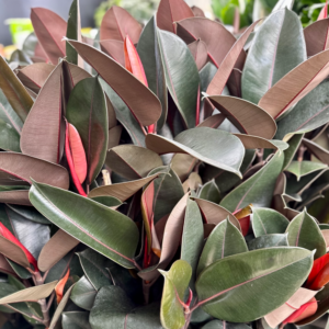 FICUS elastica 'Burgundy'