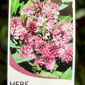 HEBE 'Marie Antoinette'