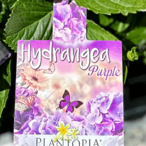 HYDRANGEA macrophylla