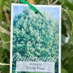 PYRUS nivalis 'Snow Pear'