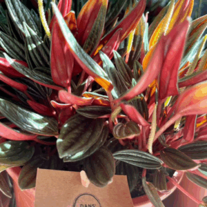 PEPEROMIA 'Rosso'
