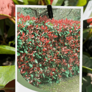 PHOTINIA 'Robusta'