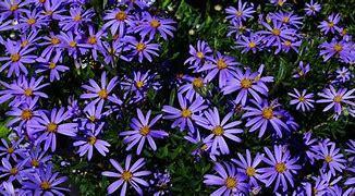 FELICIA angustifolia