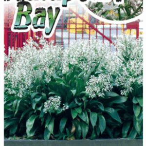 ARTHROPODIUM cirratum 'Matapouri Bay'