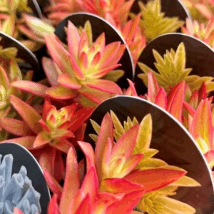 SUCCULENT Varieties