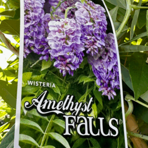 WISTERIA frutescens 'Amethyst Falls'