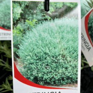 WESTRINGIA 'Wynyabbie Gem'