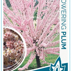 PRUNUS (Plum) 'Elvins'