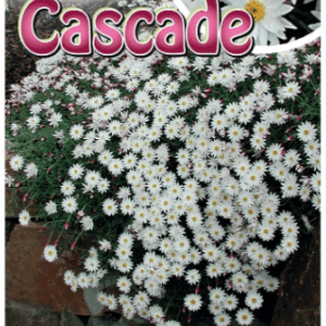 RHODANTHE 'Paper Cascade'