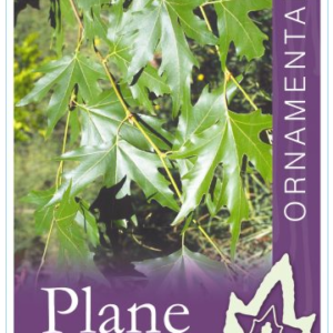 PLATANUS orientalis digitata 'Large cut-leaf' (Plane Tree)
