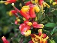 GREVILLEA alpina x ‘Fire Cracker’