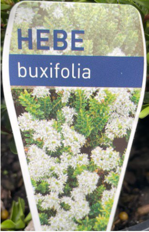 HEBE buxifolia