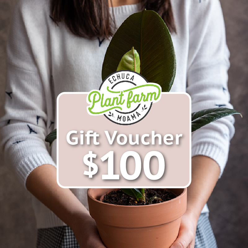 Gift Voucher