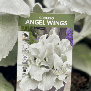 SENECIO candicans 'Angel Wings'