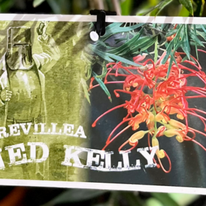 GREVILLEA 'Ned Kelly'