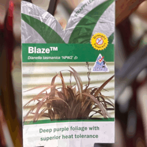DIANELLA tasmanica 'Blaze' (NPW2)