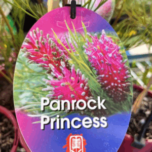 GREVILLEA ‘Panrock Princess’