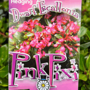 ESCALLONIA 'Pink Pixi'