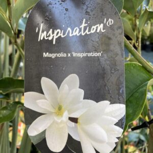 MAGNOLIA ‘Inspiration’