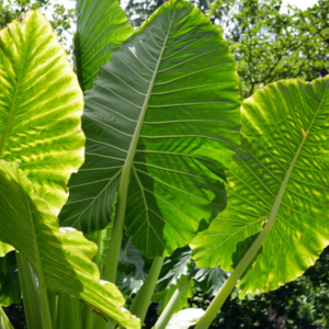 ALOCASIA macrorrhiza (Elephant Ears)