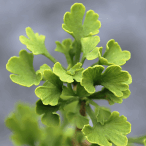 GINKGO biloba Varieties