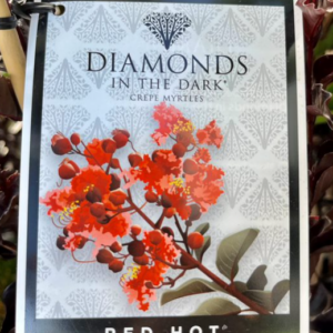 LAGERSTROEMIA 'Diamonds in the Dark'- Red Hot (Crepe Myrtle)