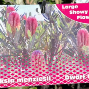 BANKSIA menziesii Dwarf