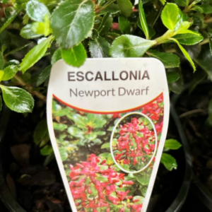 ESCALLONIA 'Newport Dwarf'