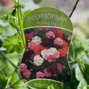 PELARGONIUM Ivy